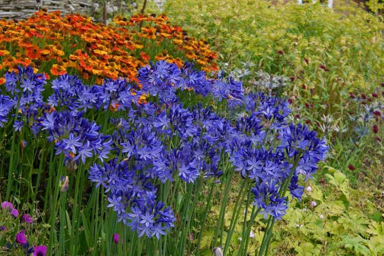 Agapanthus 'Northern Star', lily of the Nile 'Northern Star', African Lily 'Northern Star', Blue flower, purple flower